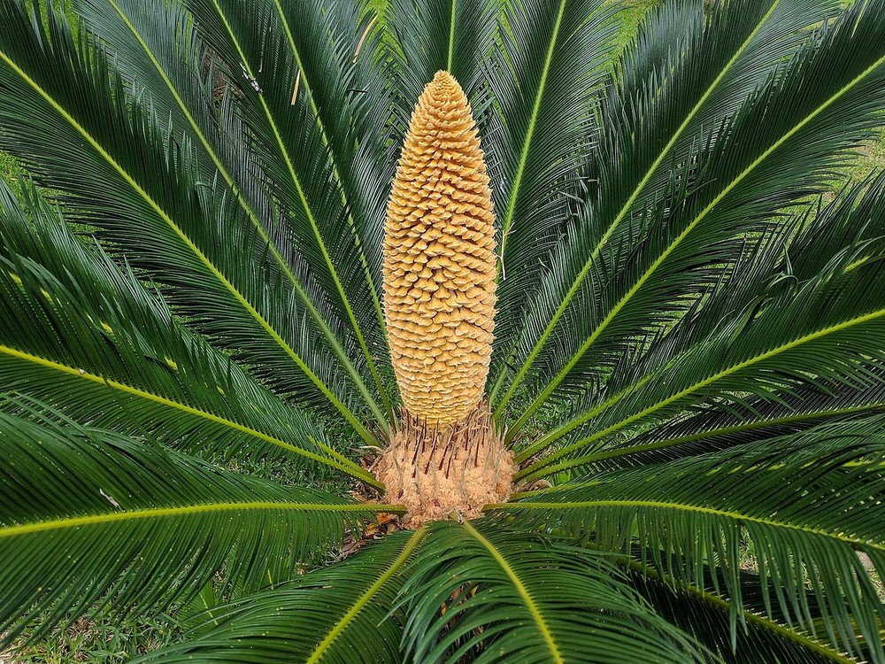 Cây vạn tuế (Cycas revoluta) là loài cây bản địa ở miền Nam Nhật Bản. Loài cây trông giống họ Cau này có thân dày, lá cứng và bóng, tốc độ tăng trưởng chậm, có thể sống đến 200 năm.