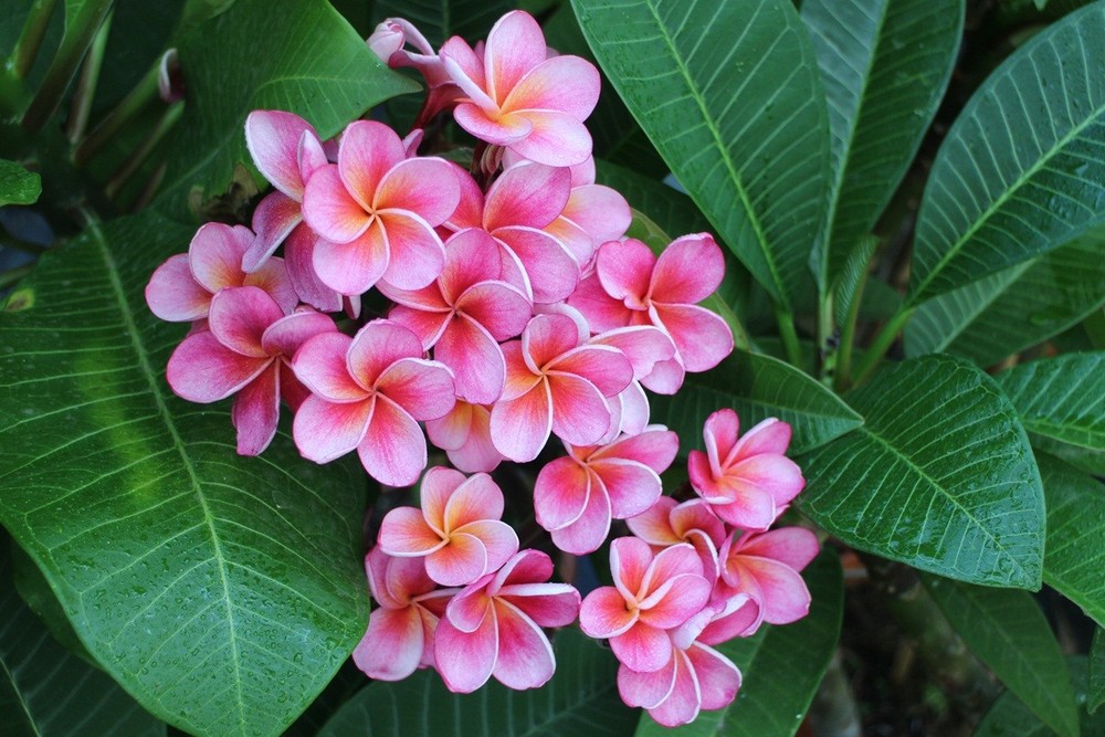 Cây đại hoa đỏ (Plumeria rubra) là loài cây bản địa của khu vực Trung Mỹ. Trong tự nhiên, hương thơm vào ban đêm của những bông hoa thu hút ngài nhân sư đến thụ phấn cho loài  cây cảnh này.