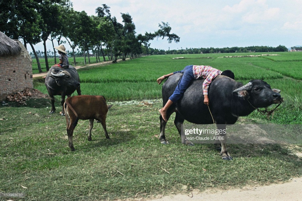 Trẻ chăn châu ở vùng  nông thôn Bắc Bộ, Việt Nam năm 1994. Ảnh: Jean-Claude Labbe/ Getty Images.