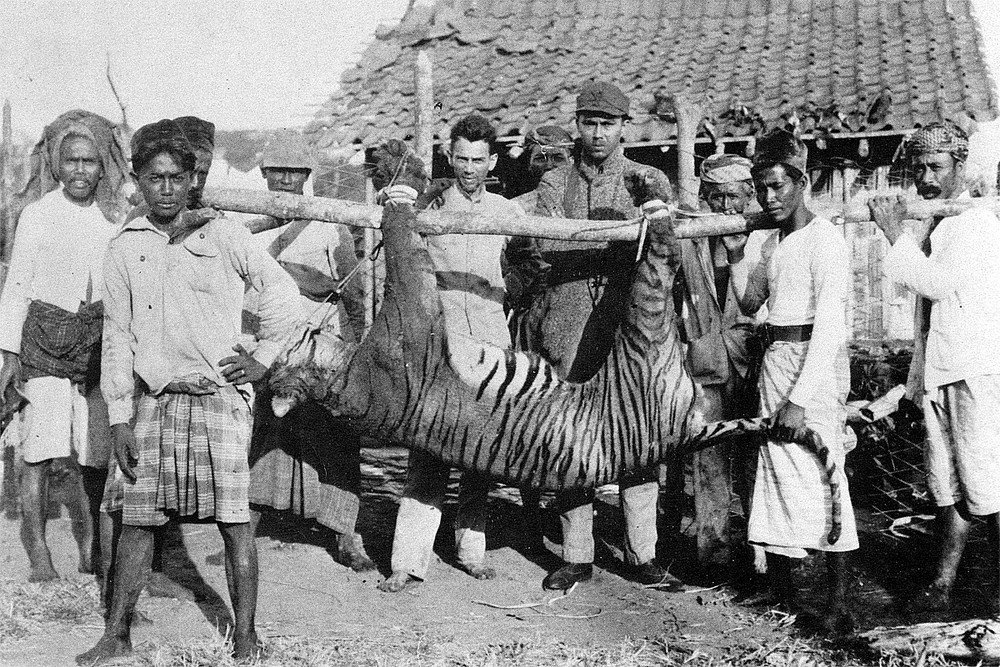 Hổ Bali (Panthera tigris balica) nặng 90-100 kg (nhỏ nhất trong các nòi hổ đã biết), là một  nòi hổ đã tuyệt chủng, từng sinh sống trên đảo Bali thuộc Indonesia. Con hổ Bali hoang dã cuối cùng bị giết ở Tây Bali vào năm 1937. Không có một con hổ Bali nào còn sống trong tình trạng nuôi nhốt.