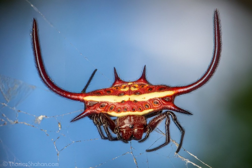 Nhện gai hình cua (Gasteracantha cancriformis) dài 2-9 mm, là một  loài nhện có gai tự vệ phân bố ở miền Nam nước Mỹ và khu vực Caribbean. Loài nhện này chăng mạng theo các vòng tròn đồng tâm. Chúng có màu sắc và kiểu gai đa dạng.