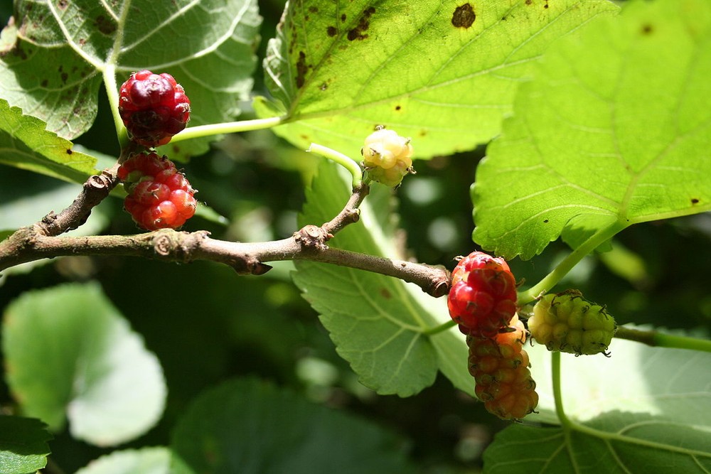 Dâu tằm (Morus nigra) là loài cây gỗ rụng lá bản địa của khu vực Trung Đông. Loài cây này được trồng nhiều để làm  cây ăn quả. Quả dâu tằm mọng đỏ, hương vị hấp dẫn.