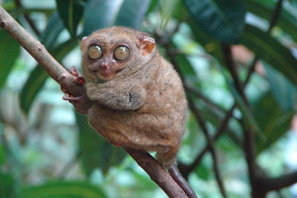 Trố mắt Philippines (Tarsius syrichta) dài 8-16 cm, là loài động vật đặc hữu ở một số sinh cảnh rừng mưa và cây bụi Philippines. Loài  linh trưởng này có đôi mắt lớn nhất so với kích thước cơ thể trong tất cả các loài thú.