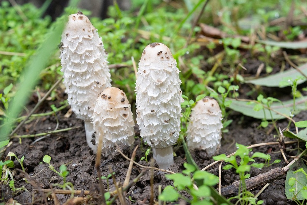 Nấm đùi gà (Coprinus comatus) cao 2-6 cm, phổ biến ở các vùng đất bị áo trộn và vệ đường ở lục địa Á - Âu và Bắc Mỹ. Mũ loài  nấm tán này cao, có lông xù dễ nhận biết.