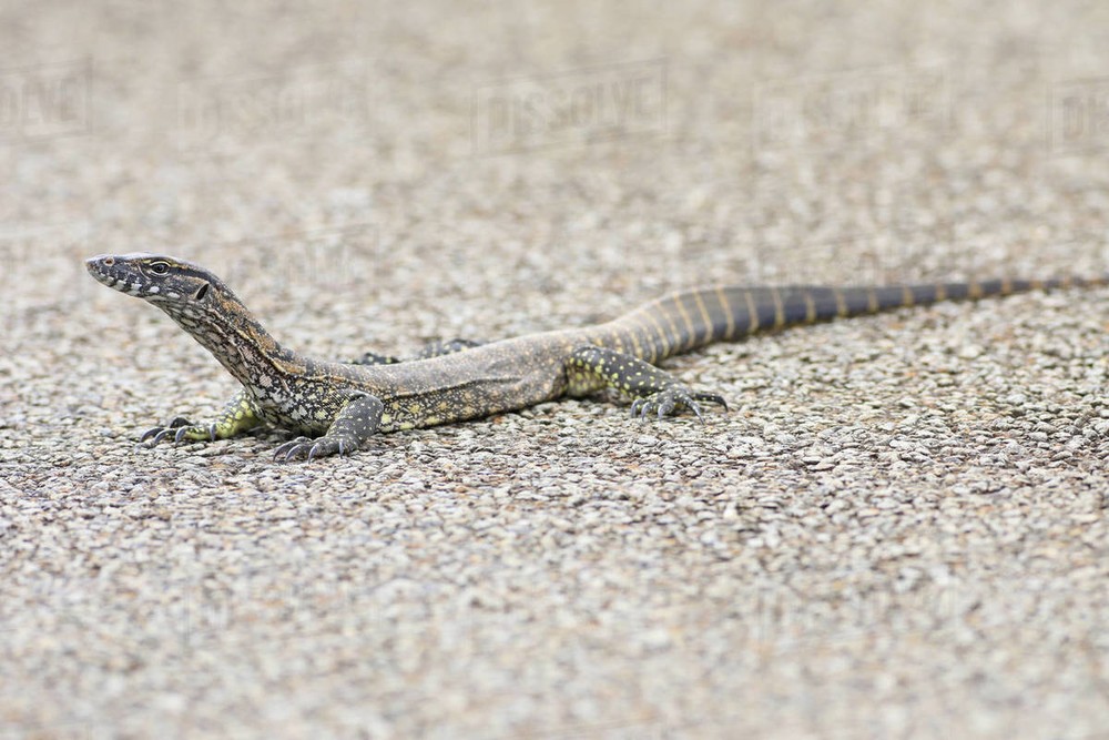 Kỳ đà thạch nam (Varanus rosenbergi) dài 1,5 mét, phân bố gần bờ biển phía Nam Australia. Có khẩu phần đa dạng, kỳ đà - loài sát thủ trong thế giới  thằn lằn đào bới rất khỏe và thường kiếm ăn dưới mặt đất.