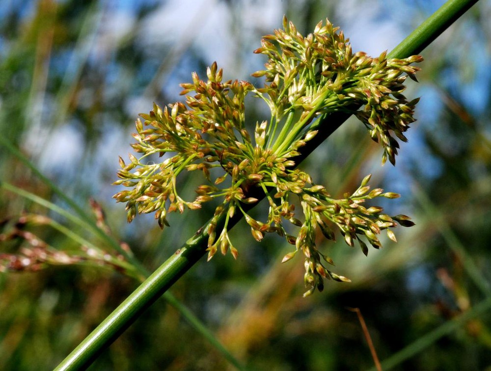 Cỏ bấc đèn (Juncus effusus) cao 1,5 mét, sinh trưởng mạnh ở các vùng đất ẩm, kém màu mỡ ở nhiều châu Lục. Thân hình trụ của loài  cỏ dại này chừa đầy mô xốp, gọi là nhu mô.