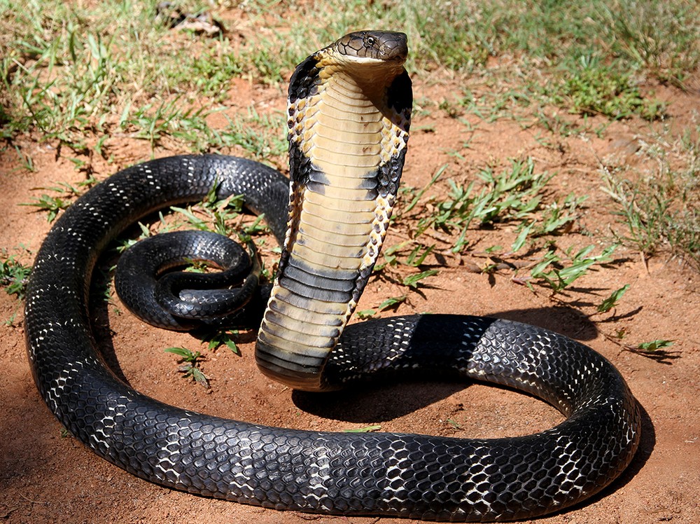  Rắn hổ mang chúa (Ophiophagus hannah) dài 5 mét, sống trong rừng nhiệt đới châu Á. Là loài rắn lớn nhất thế giới, chúng chủ yếu ăn các loài rắn khác. Cả rằn đực và rắn cái của loài này cùng bảo vệ ổ trứng.