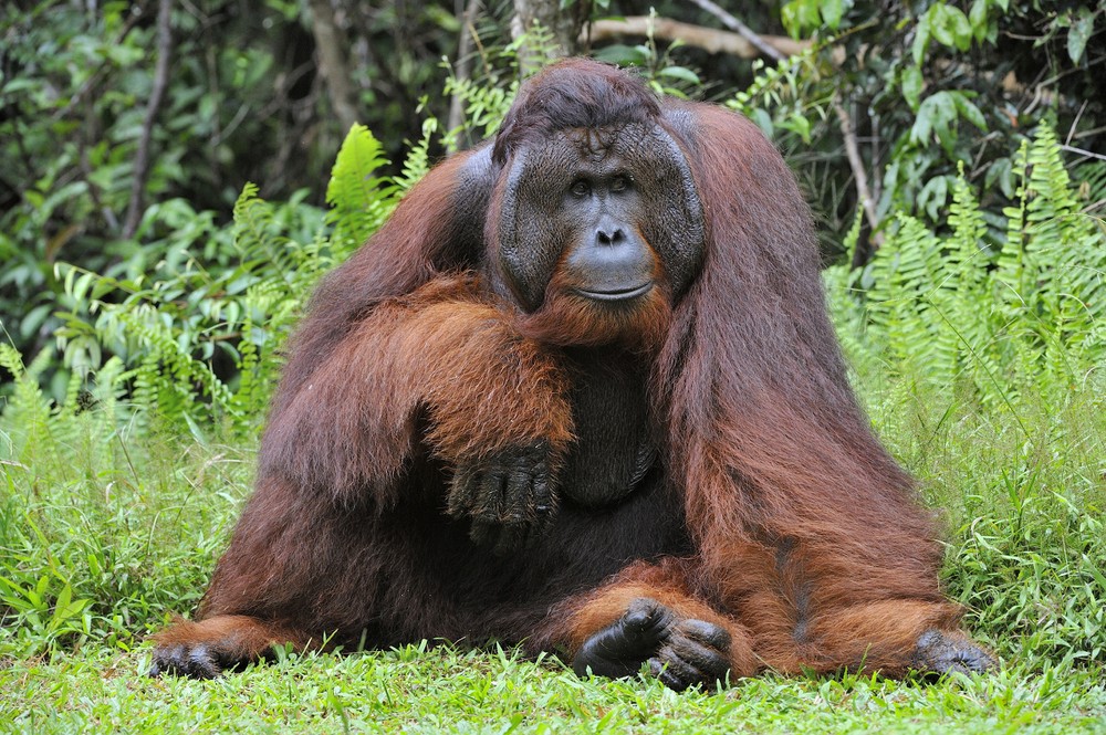 Đười ươi Borneo (Pongo pygmaeus) dài 0,8-1,5 mét, cư trú ở rừng mưa nguyên sinh trên đảo Borneo. Hầu như chỉ ở trên cây, loài  linh trưởng họ Người này dành thời gian tìm thức ăn là các loại quả.