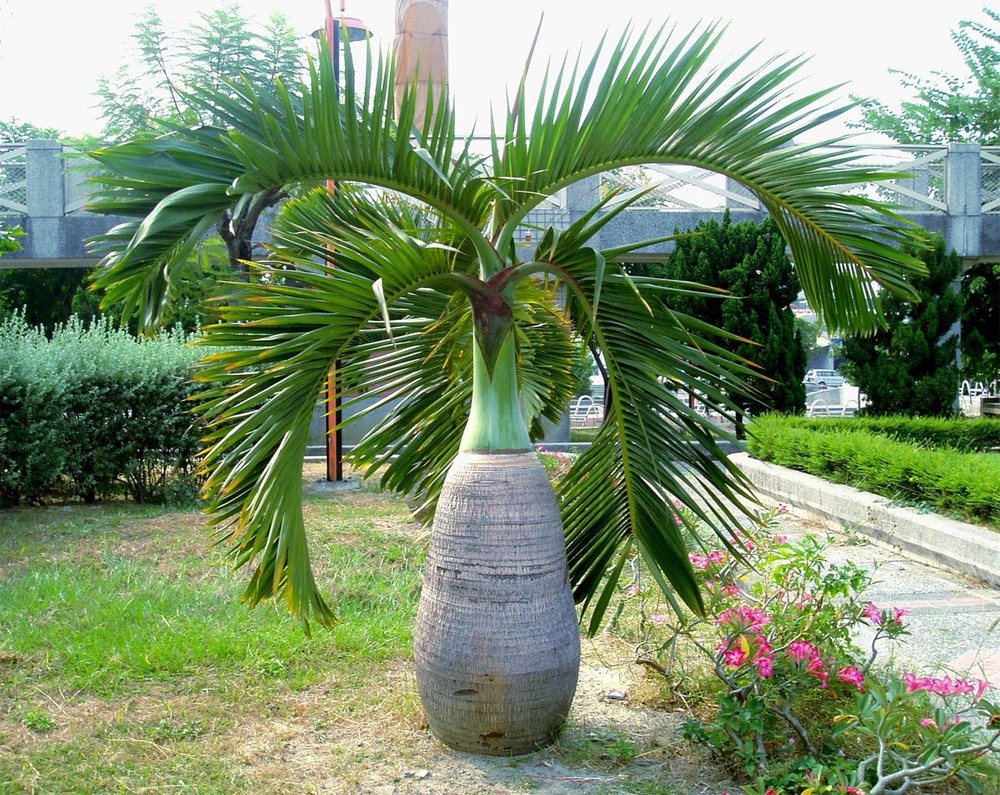  Cau sâm-panh (Hyophorbe lagenicaulis) cao 9 mét, có nguồn gốc từ đảo Round gần Mauritius. Loài cây có gốc phình to như chai rượu này được trồng làm cảnh rộng rãi trên toàn cầu.