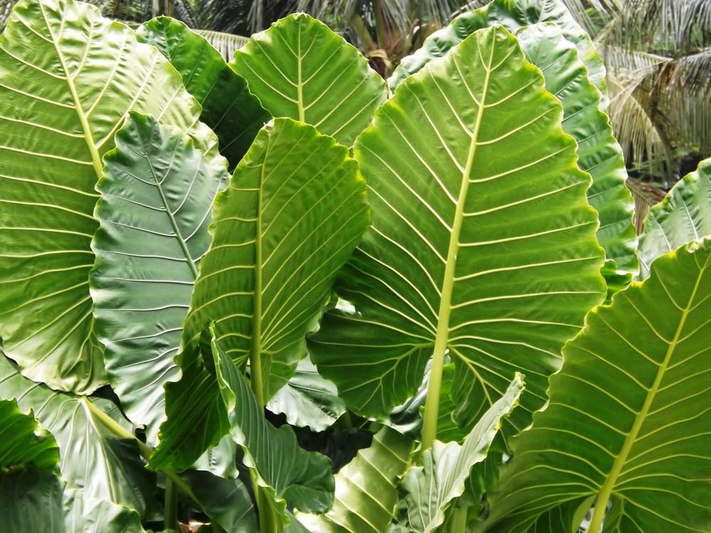  Ráy (Alocasia macrorrhizos) cao 4 mét, có nguồn gốc không xác định. Loài cây này mọc dại khắp vùng nhiệt đới châu Á - Thái Bình Dương và được trồng làm cảnh tại nhiều nơi khác.