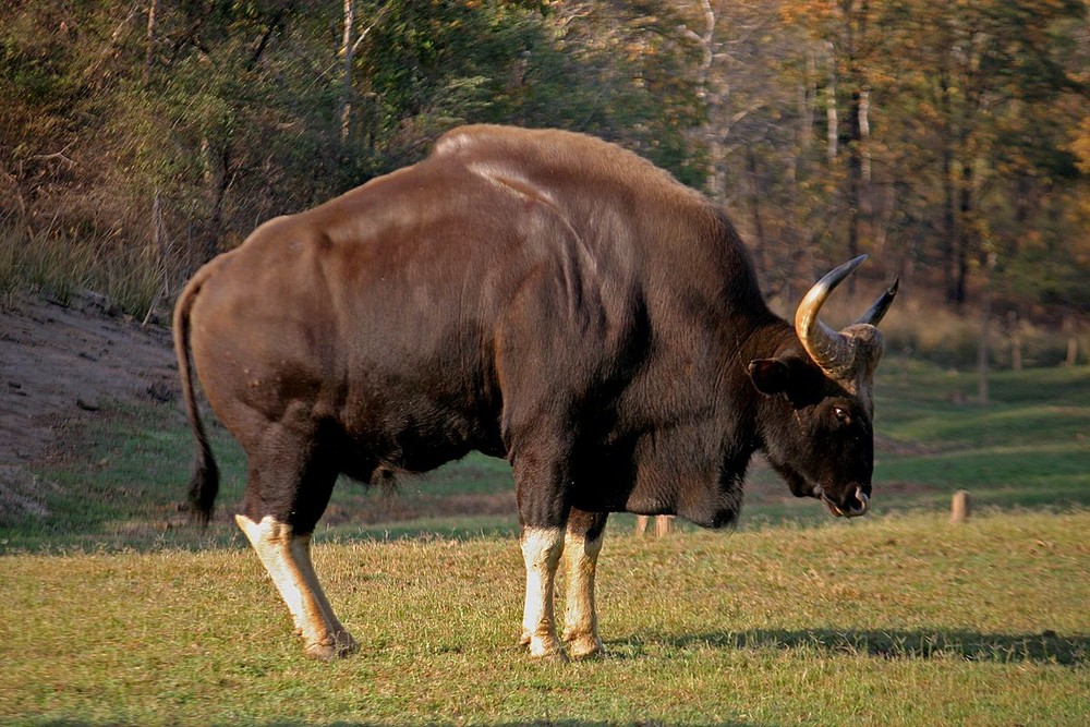 Bò tót (Bos gaurus) dài 1,7-2,2 mét, phân bố ở vùng đồi của Ấn Độ, Đông Á và Đông Nam Á. Lớn nhất trong các loài  trâu bò hoang dã, chúng có cơ thể lực lưỡng, thân màu nâu sẫm, bốn cẳng chân nhạt màu.