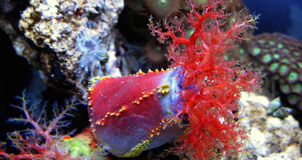  Hải sâm táo (Pseudocolochirus violaceus) dài 15-18 cm, sống trên rạn đá ngầm ở nhiều vùng biển khác nhau trên thế giới. Loài hải sâm này có chân ống màu cam hay vàng, màu sắc cơ thể đa dạng, chứa độc tố rất mạnh.