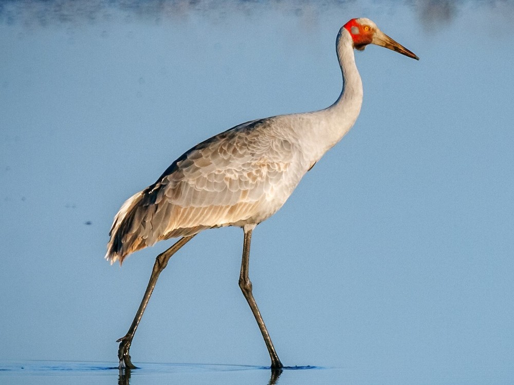 Sếu Brolga (Grus rubicunda) dài 1-1,2 mét, phân bố ở Australia.  Loài sếu này có cái đầu trọc màu đỏ và túi cổ màu đen. Như các loài họ hàng gần, chúng thực hiện màn trình diễn nhảy ve vãn rất ngoạn mục. Ảnh: eBird.