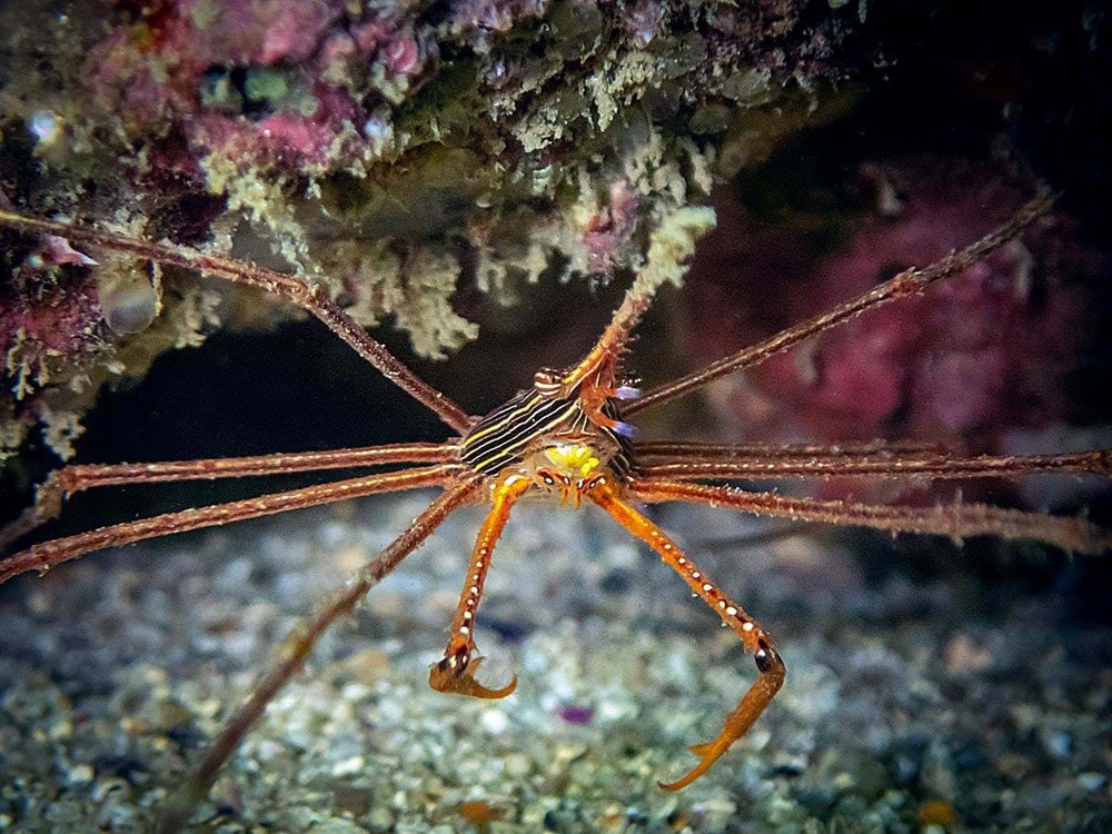 Cua đầu gai Panama (Stenorhynchus debilis)dài 1-3 cm, được ghi nhận ở Đông Thái Bình Dương.  Loài cua nhện nhỏ này có "mũi" dài, cuống mắt và đầu có gai. Chúng cư ngụ ở rạn san hô, chuyên ăn xác thối.