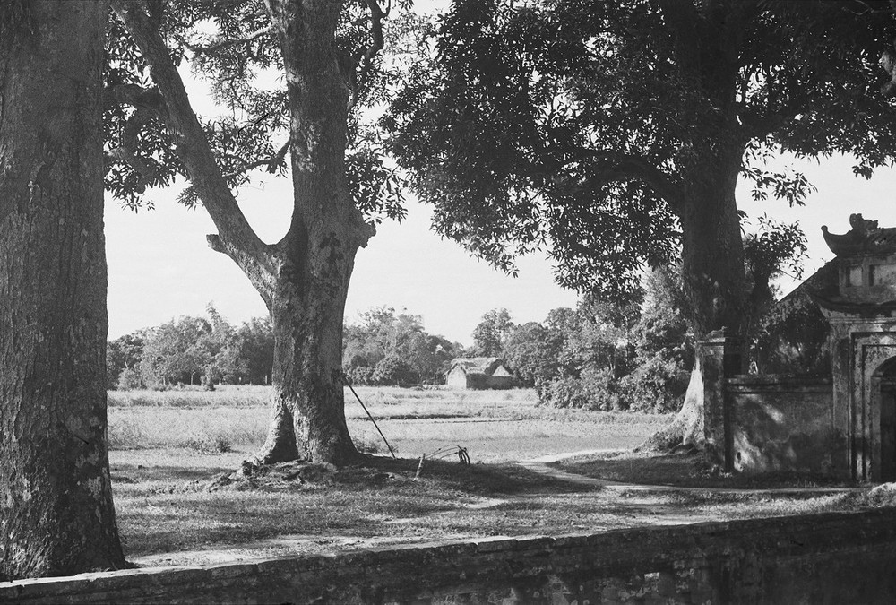 Các cây cổ thụ bên khuôn viên  chùa Láng, Hà Nội năm 1952. Phía bên phải là cổng phụ của cánh cổng thứ ba.