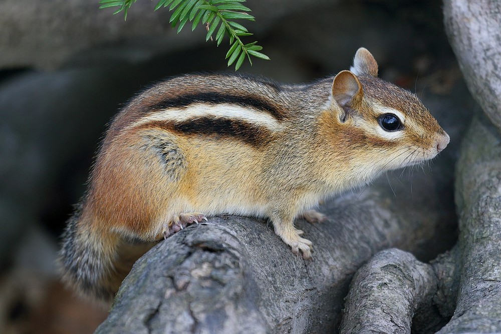 Sóc chuột sọc Đông Hoa Kỳ (Tamias striatus) dài 12-15 cm, phân bố ở miền Đông nước Mỹ. Thường được bắt gặp trên mặt đất ở các bãi cắm trại,  loài sóc này khá dễ gần với con người.