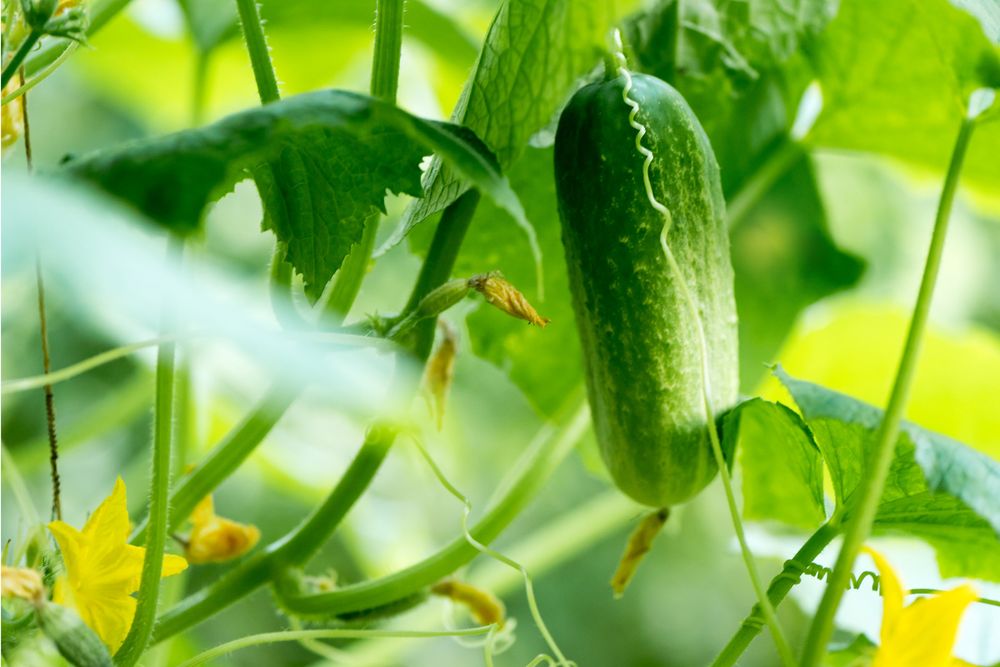 Dưa chuột (Cucumis sativus) có nguồn gốc từ vùng nhiệt đới châu Á. Loài cây  họ Bầu bí được con người trồng từ cách đây 3.000 năm, ngày nay có nhiều giống khác nhau, từ dưa chuột bao tử nhỏ bằng ngón tay đến dưa gang "khổng lồ".