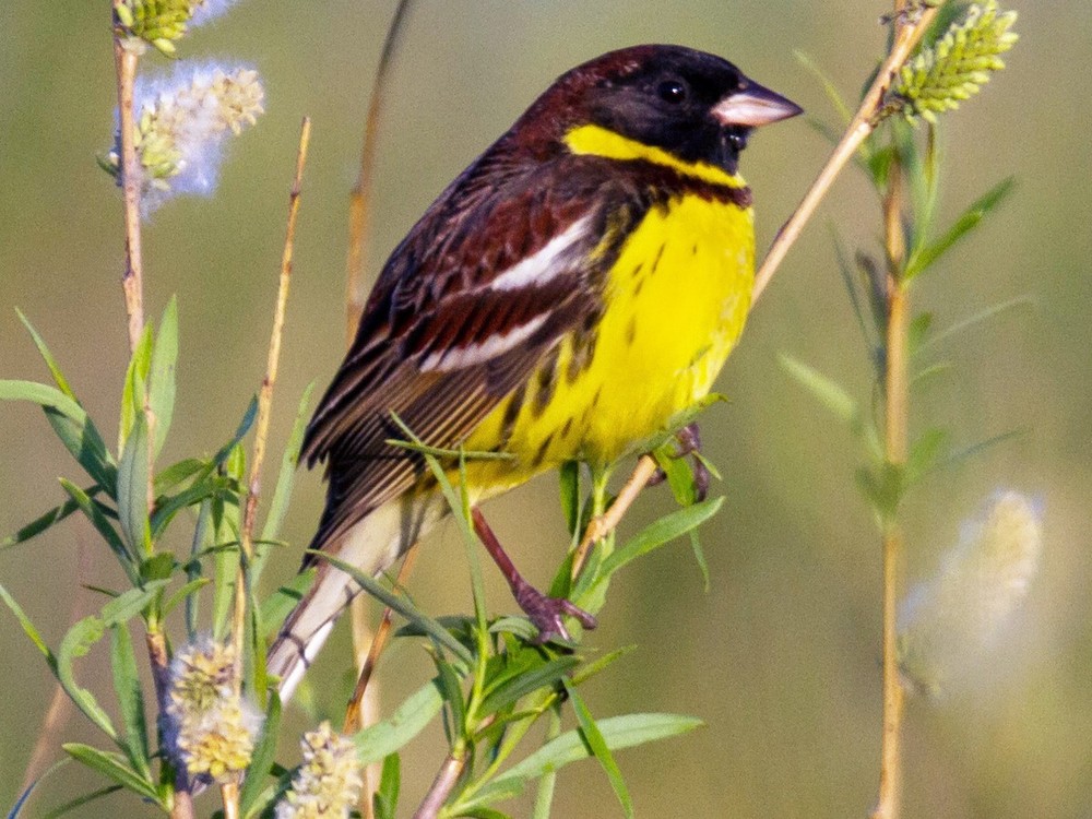 Sẻ đồng ngực vàng (Emberiza aureola) dài 15 cm, là loài trú đông hiếm tại Tây Bắc, ĐÔng Bắc, Trung Trung Bộ và Nam Bộ, di cư qua Đông Bắc. Sinh cảnh của loài  chim sẻ này là trảng cỏ, cây bụi khu vực trống trải, nơi canh tác, rừng ngập mặn trong mùa di cư, thường ở gần nước. Ảnh: eBird.