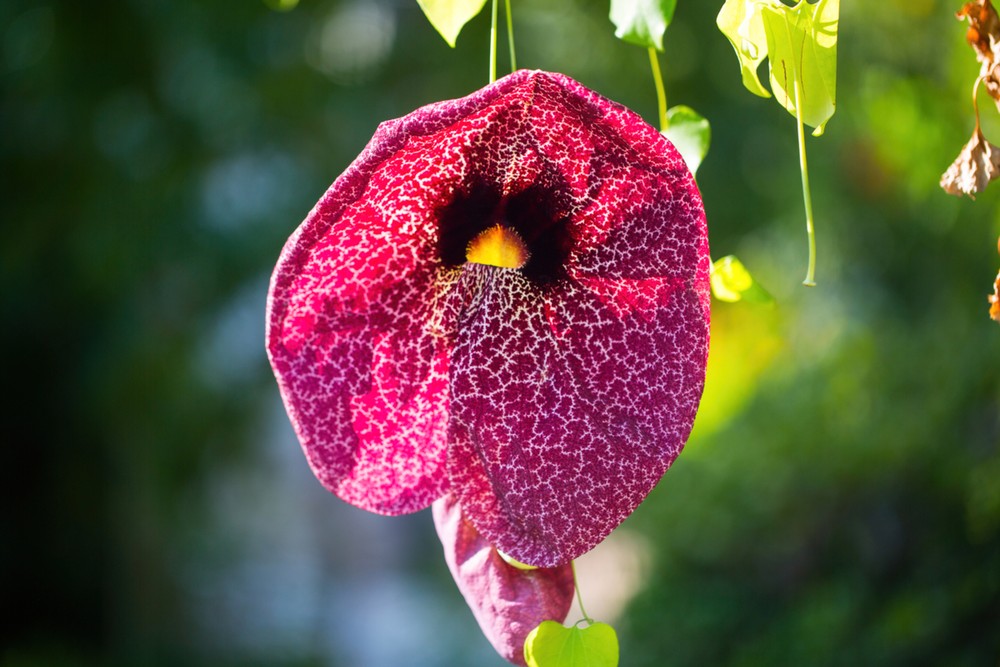 Bồ nông lớn (Aristolochia gigantea) là loài cây bản địa của Brazil. Dù có vẻ ngoài ngọn mục,  hoa của chúng có mùi khá hôi.