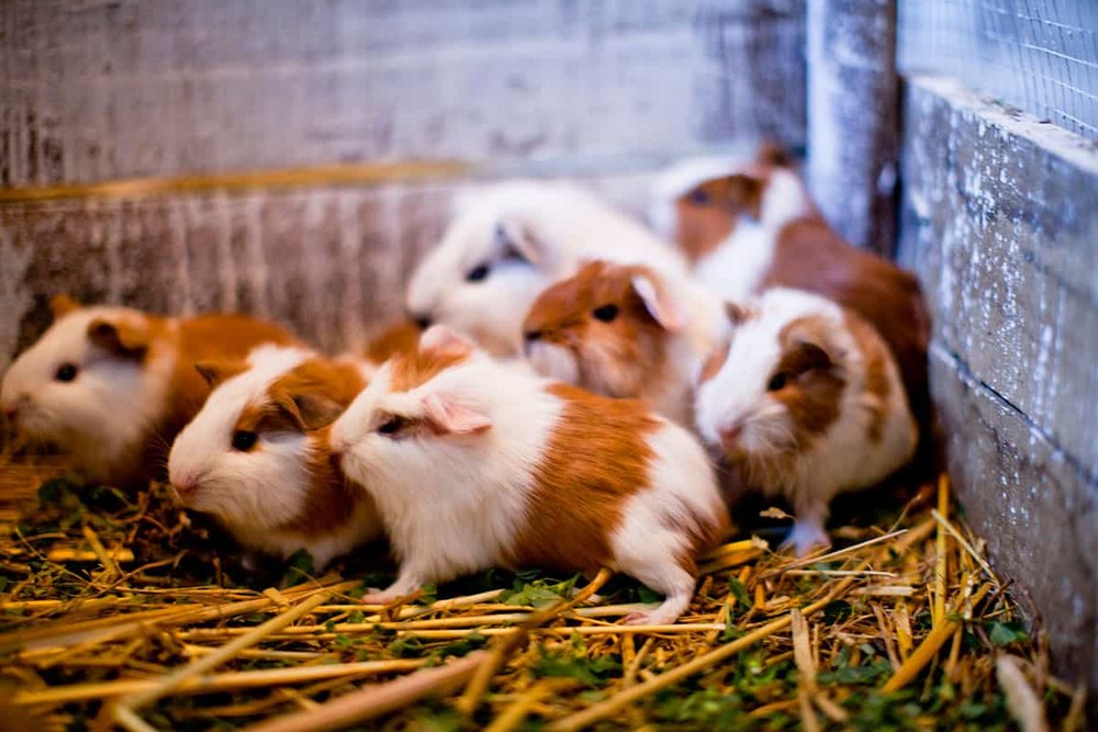  Chuột lang nhà (Cavia porcellus) dài 20-25 cm, có nguồn gốc từ dãy núi Andes. Loài chuột lang điển hình này đã được cư dân bản địa Nam Mỹ nuôi làm thực phẩm từ hàng nghìn năm trước. Chúng là hậu duệ đã được thuần hóa và lai tạp của một vài loài có quan hệ gần gũi trong chi Cavia nên không tồn tại trong tự nhiên.