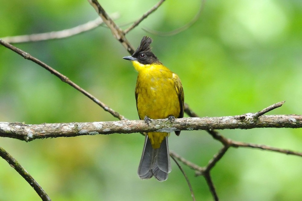  Chào mào vàng mào đen (Pycnonotus melanicterus) dài 18-20 cm, là loài định cư phổ biến trong cả nước (VQG Cúc phương, Bạch Mã, Cát Tiên, Chư Yang Sin, khu vực Tà Nung, Đà Lạt). Chúng được ghi nhận ở rừng lá rộng thường xanh, rừng hỗn giao, rừng thứ sinh, bìa rừng. Ảnh: eBird.