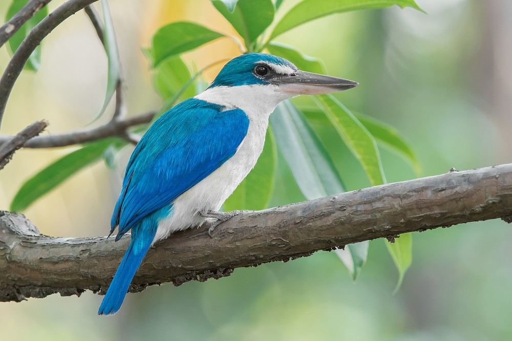  Bói cá cổ áo (Todiramphus chloris) dài 25-28 cm, được ghi nhận ở các vùng bờ biển từ Nam châu Á tới Thái Bình Dương. Chúng thường được nhìn thấy trong các rừng đước, nơi có nguồn thức ăn dưới nước phong phú.