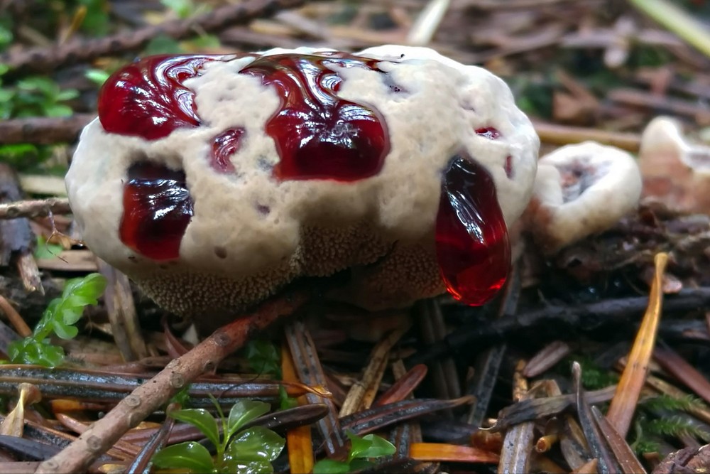 "Răng chảy máu" (bleeding tooth) là tên gọi của một loài nấm kỳ lạ có tên khoa học là Hydnellum peckii. Chúng được ghi nhận ở Bắc Mỹ, Châu Âu, và một số khu vực ở châu Á.