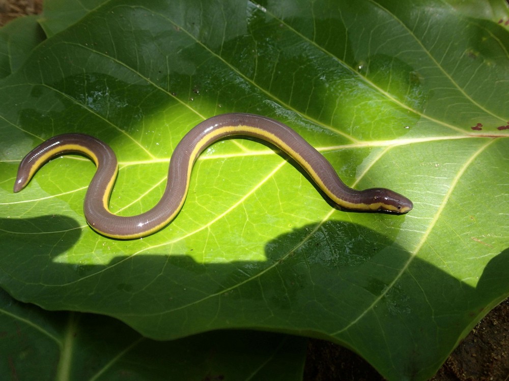  Ếch giun đảo Koh Tao (Ichthyophis kohtaoensis) dài 33 cm, được ghi nhận tại nhiều sinh cảnh khác nhau ở Đông Nam Á. Thuộc nhóm ếch giun có sọc vàng đặc trng, loài này đẻ trứng trên cạn nhưng ấu trùng lại sống trong nước, thở bằng mang. Con mẹ cuộn tròn quanh trứng để bảo vệ.