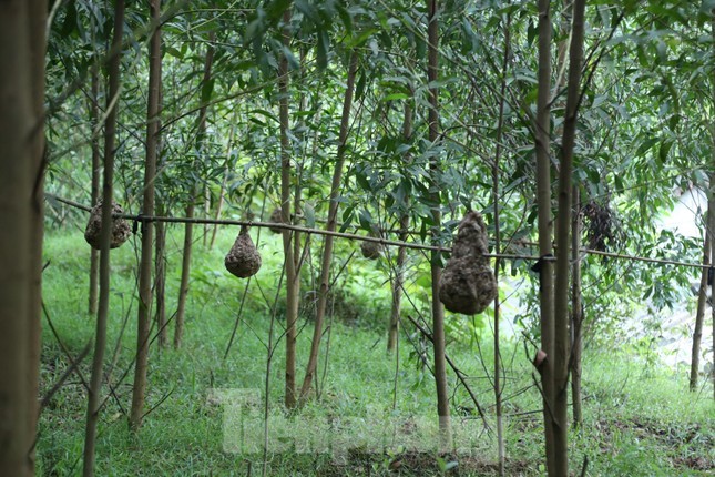 Những năm gần đây, nhiều hộ dân ở huyện Thanh Chương (Nghệ An) duy trì  nghề nuôi ong vò vẽ trong vườn. Mỗi hộ nuôi từ vài chục đến cả trăm tổ ong vò vẽ. Nghề nuôi ong "tử thần" không tốn kém chi phí, cho thu nhập khá, nhưng tiềm ẩn nhiều nguy cơ.