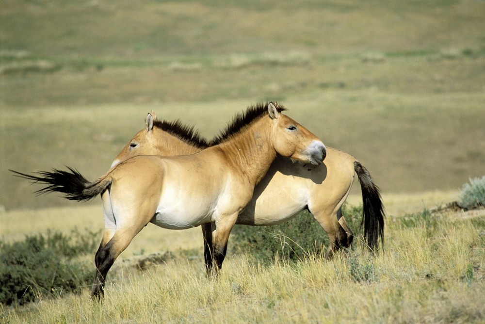 Ngựa hoang (Equus ferus) được coi là loài điển hình của  họ Ngựa, từng phổ biến khắp lục địa Á - Âu thời tiền sử. Đây là tổ tiên của tất cả các giống ngựa nhà được biết đến ngày nay.