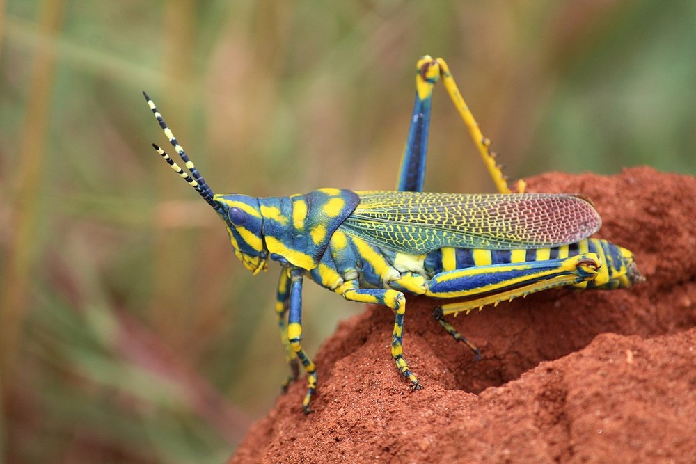  Châu chấu sơn Ấn Độ (Poekilocerus pictus). Kích thước: Dài 3-5 cm. Vùng phân bố: Tiểu lục địa Ấn Độ.