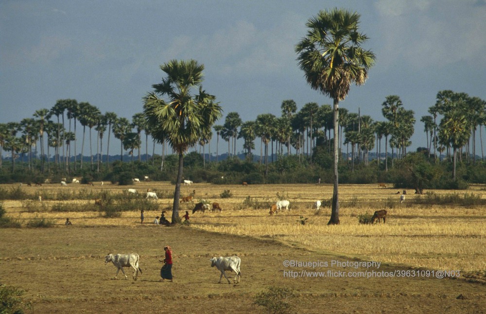 Khung cảnh thôn quê ở  Cố đô Oudong, Campuchia năm 1993. Ảnh: Gunter Hartnagel/Flickr.