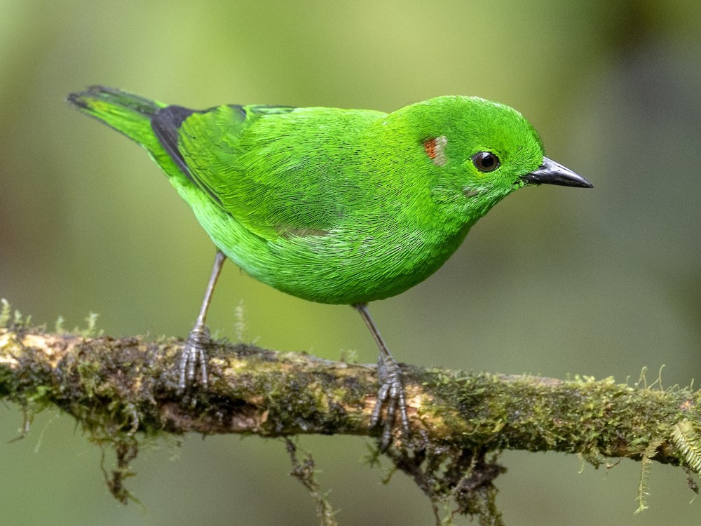  Chim vũ công xanh bóng (Chlorochrysa phoenicotis). Vùng phân bố: Rừng sương mù vùng núi Andes ở phía Tây Ecuador và phía Tây Colombia.