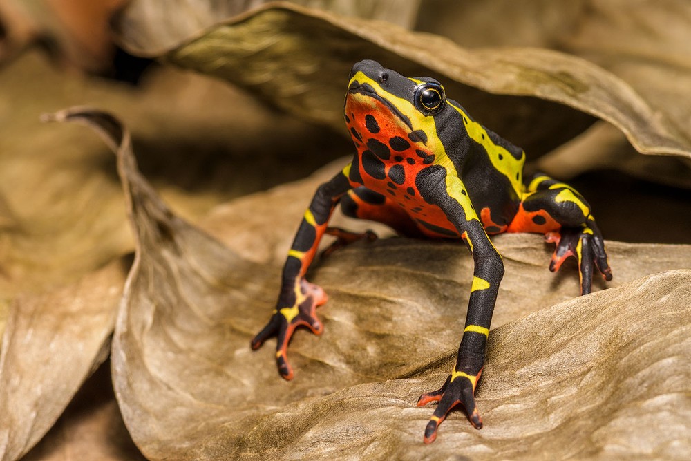 Cóc hề đổi màu (Atelopus varius). Kích thước: Dài 3-6 cm. Vùng phân bố: Panama và Costa Rica.