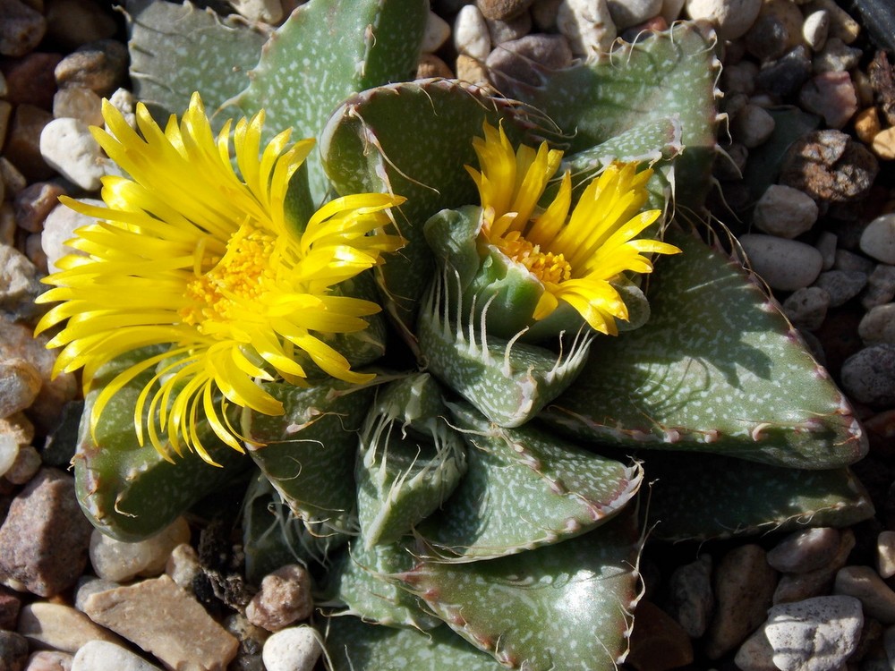 Hàm cọp (Faucaria tuberculosa) cao 2,5 cm, là thực vật bản địa ở các vùng bán hoang mạc Nam Phi. Loài  cây mọng nước này có lá trông giống cái miệng ngoác rộng với những chiếc răng nhọn.