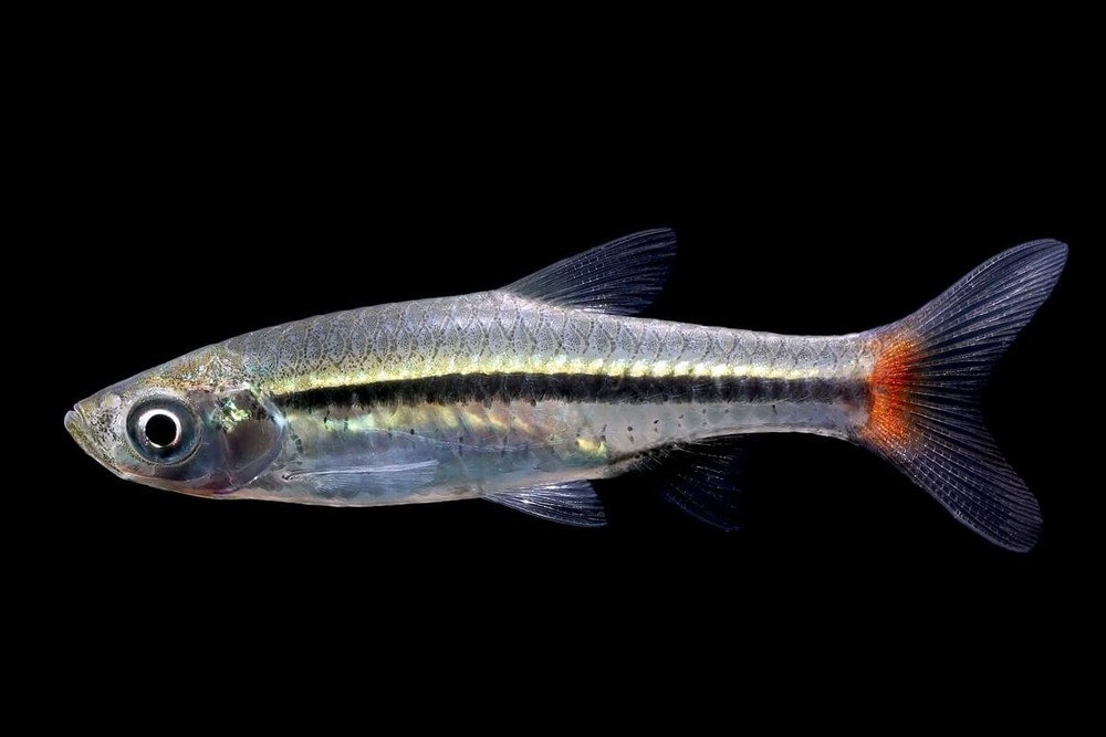  Cá lòng tong đuôi đỏ (Rasbora borapetensis). Kích thước: Dài 6 cm. Khu vực phân bố: Campchia, Trung Quốc, Lào, Malaysia, Thái Lan, Việt Nam. Ảnh: Aquadiction.