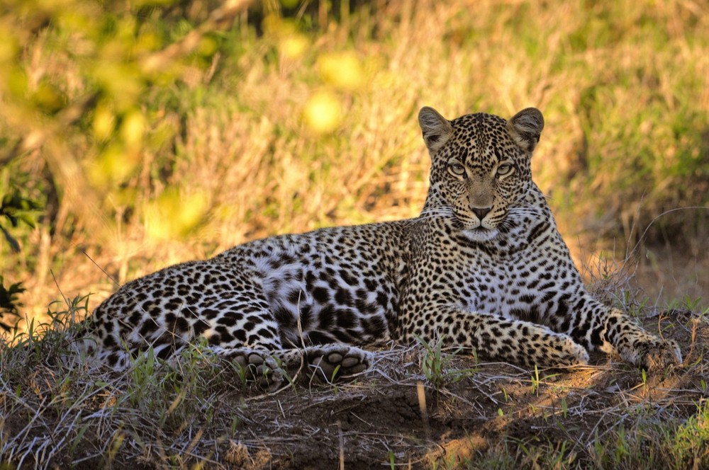 Trong thế giới của các loài mèo hoang dã,  báo hoa mai (Panthera pardus) là một trong hai loài mèo lớn hiện diện ở Việt Nam (loài kia là hổ). Ảnh: iNaturalist.