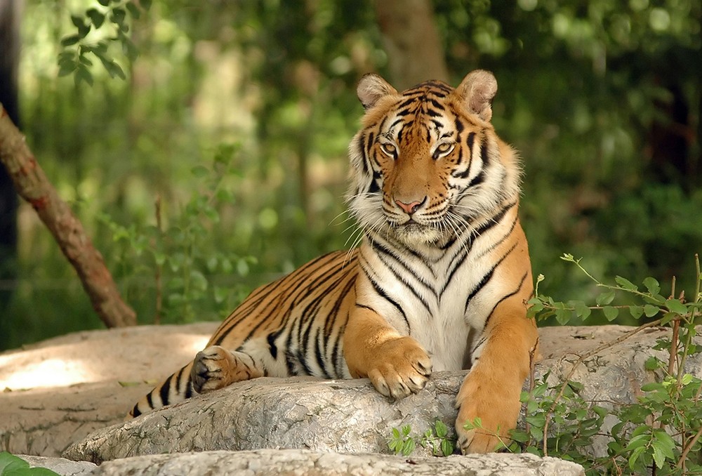  Hổ Đông Dương (Panthera tigris corbetti). Kích thước: Thân dài 1,5 – 1.6 mét, nặng 200-250 kg. Khu vực phân bố: Từng hiện diện ở các vùng rừng núi khắp ba miền, nhưng không còn ghi nhận những năm gần đây. Tình trạng bảo tồn trong Sách Đỏ Việt Nam: Cực kỳ nguy cấp. Ảnh: Rainforest Trust.