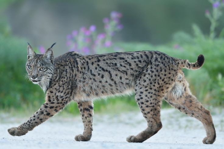 1. Linh miêu Iberia (Lynx pardinus) là loài  mèo hoang dã bản địa của bán đảo Iberia ở Nam Âu, và được coi là loài vật họ Mèo có nguy cơ tuyệt chủng cao nhất thế giới. Số lượng trong môi trường tự nhiên của chỉ còn 309 con theo cuộc điều tra năm 2013.