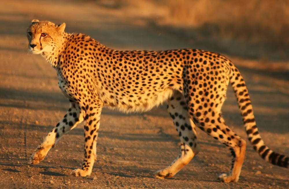 Sinh sống trên các thảo nguyên Châu Phi và một vùng hẹp ở Tây Nam Á,  báo săn (Acinonyx jubatus) còn được gọi là báo ghê-pa, được cả thế giới biết đến với tư cách là loài động vật chạy nhanh nhất trên đất liền. Ảnh: Wikipedia.