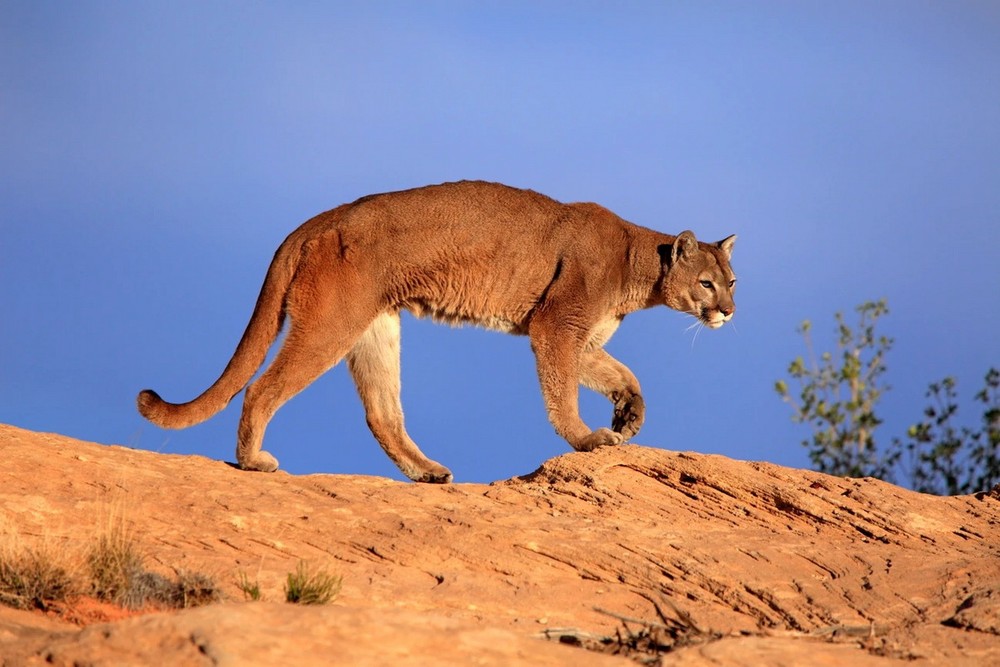 Phân bố từ vùng Yukon ở Canada đến miền Nam dày núi Andes ở Nam Mỹ,  báo sư tử (Puma concolor) là loài mèo hoang dã lớn thứ hai ở châu Mỹ, chỉ đứng sau báo đốm châu Mỹ. Ảnh: J &amp; C Sohns/Getty.