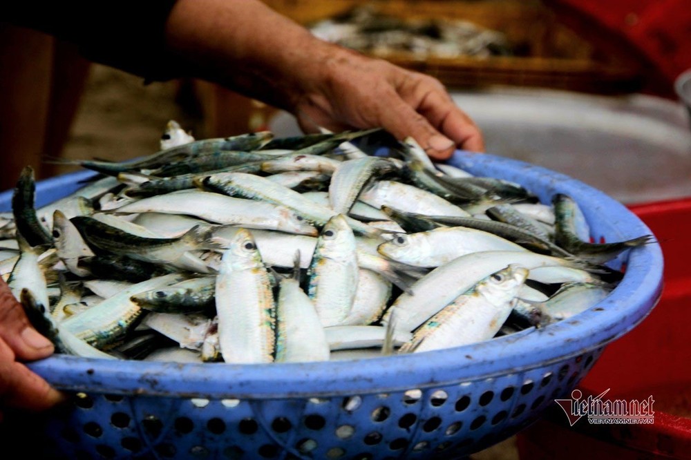 Ăn cá hay thịt tốt hơn?