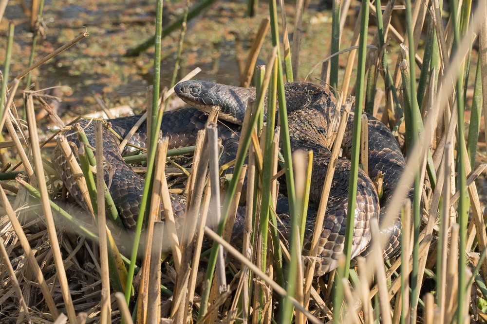 Rắn hổ mang nước giả (Hydrodynastes gigas) dài 3 mét, là  loài rắn bản địa ở rừng mưa Nam Mỹ. Loài rắn sống bán thủy sinh này có thể bành cổ ra để trông dữ dằn hơn, giống như rắn hổ mang bành.