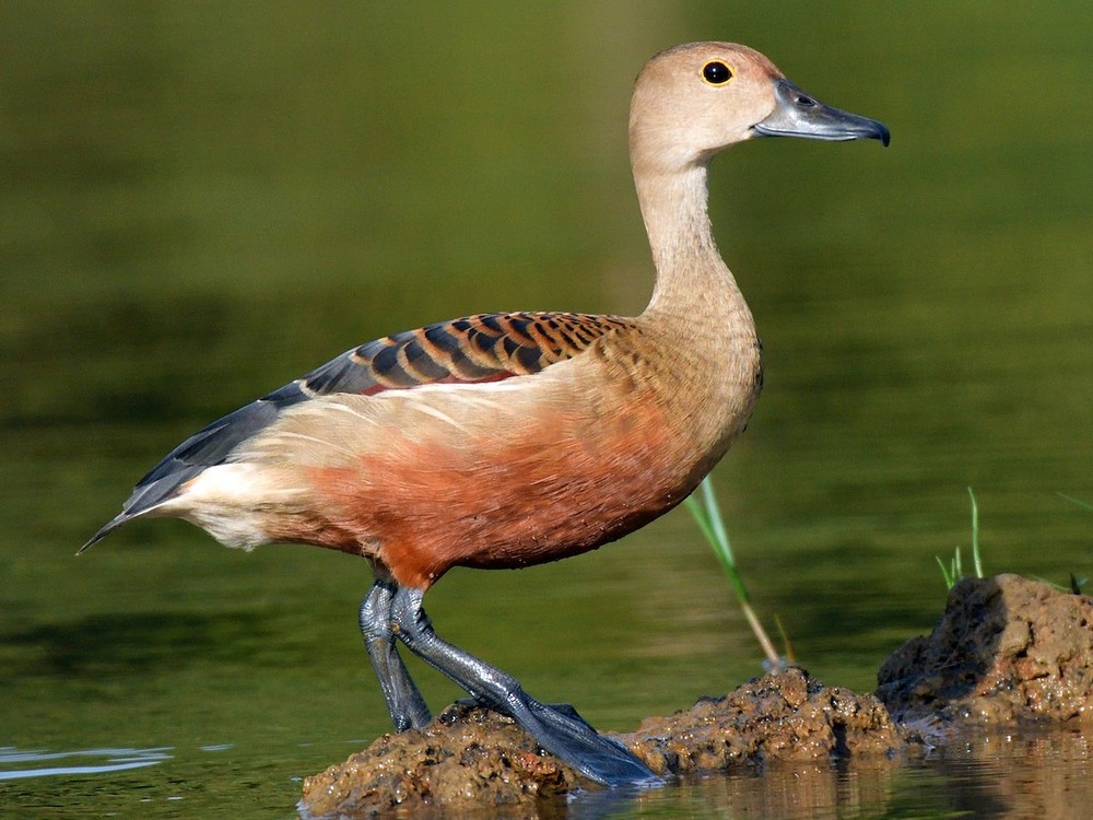  Le nâu (Dendrocygna javanica). Kích thước: Dài 38-41 cm. Khu vực phân bố: Đông Bắc, Trung, Nam Trung Bộ, dễ gặp tại VQG Cát Tiên, Tràm Chim, U Minh Thượng, Phú Quốc. Tình trạng bảo tồn: Ít quan tâm (Sách Đỏ IUCN).