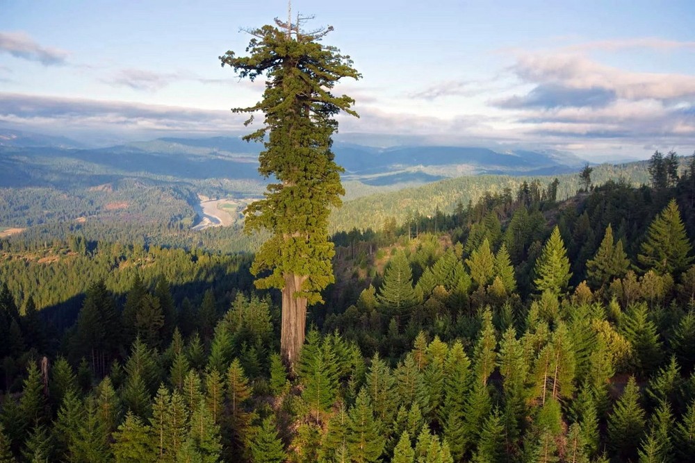 Nằm ở bang California của Mỹ, cây hồng sam (Sequoia sempervirens) có tên Hyperion được công nhận là  cây cao nhất thế giới còn sống cho tới nay. Ảnh: National Geographic.