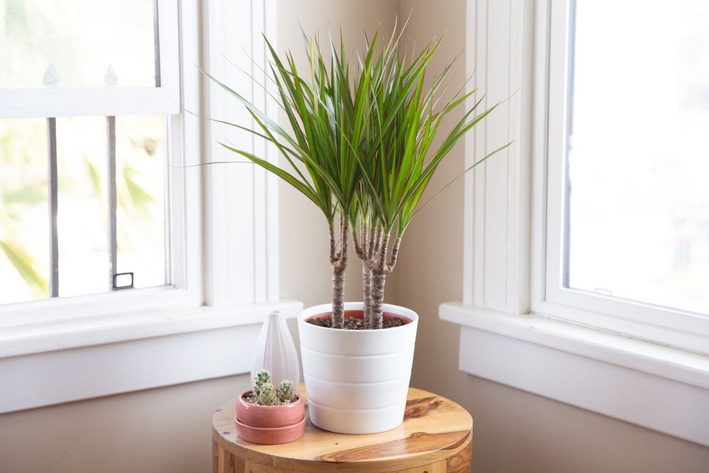  Huyết giác (chi Dracaena). Kích cỡ tương đối: Cao 30 cm - 3 mét, rộng 30-90 cm. Điều kiện sống lý tưởng: Độ sáng trung bình đến cao; 18-23 độ C; đất vừa đủ ẩm.