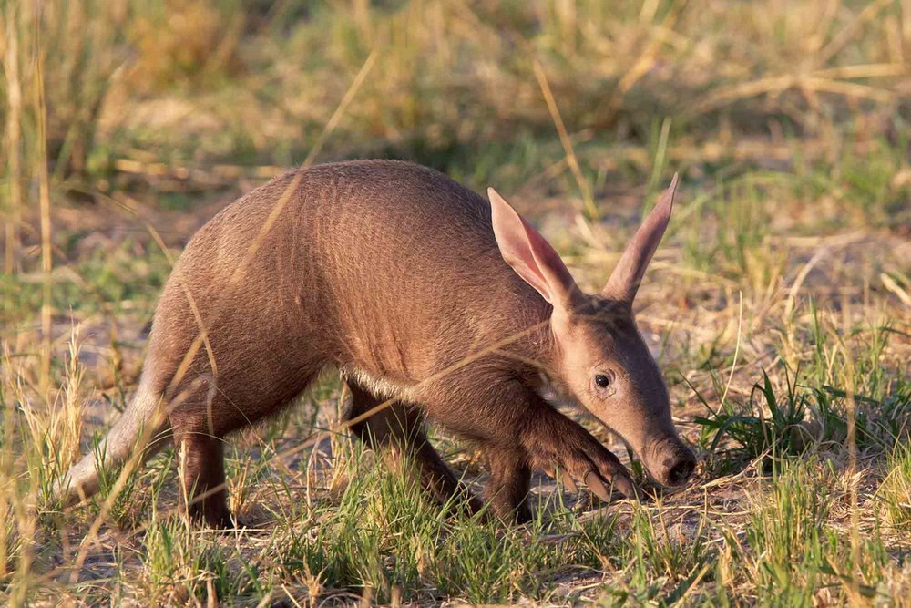 Sinh sống trên hầu khắp khu vực châu Phi hạ Sahara,  lợn đất (Orycteropus afer) được coi là một trong những loài thú lạ lùng nhất trên thế giới. Ảnh: Wildlife Explained.