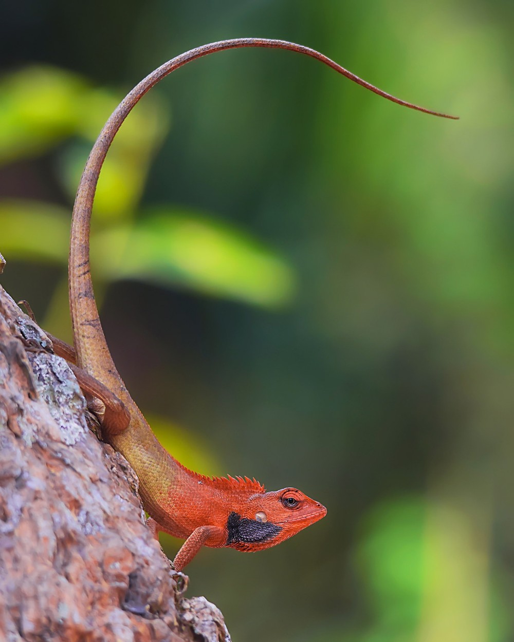 Nhông hàng rào (Calotes versicolor) dài 40 cm, phổ biến ở Nam Á và Đông Nam Á (gồm Việt Nam).  Loài nhông nhanh nhẹn này hoạt động vào ban ngày. Chúng thường xuất hiện khi săn côn trùng trên cây quanh khu vực có người sinh sống.