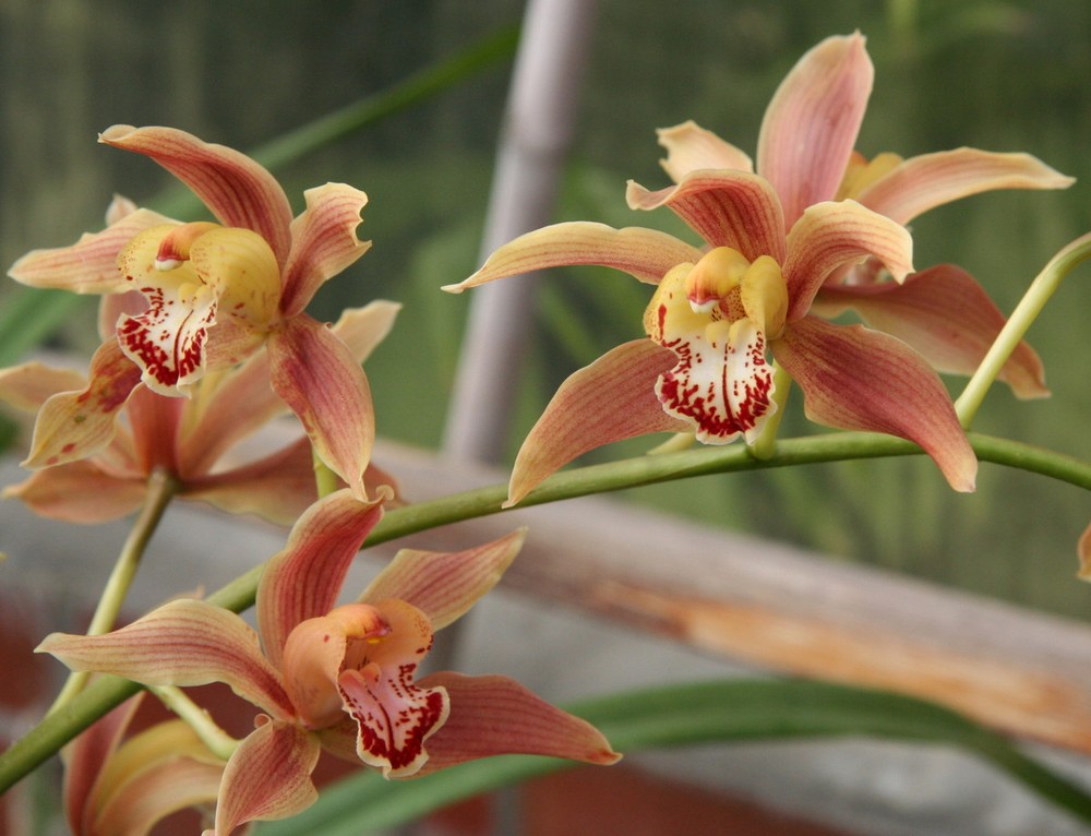  Phong lan kiếm hồng hoàng (Cymbidium iridioides). Nguồn gốc: Từ vùng núi Himalaya đến miền trung Trung Quốc. Đặc điểm nổi bật: Hoa màu vàng với những cánh hoa sọc nâu, rìa có diềm với những đốm đỏ lớn, không đều, thơm nhẹ.