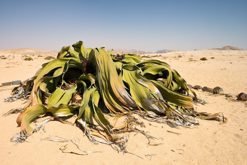 Chỉ mọc ở sa mạc Namib ở Namibia và Angola,  bách lan hoặc gắm Angola (Welwitschia mirabilis) được coi là một trong những loài cây kỳ lạ nhất thế giới. Ảnh: Conexão Lusófona.